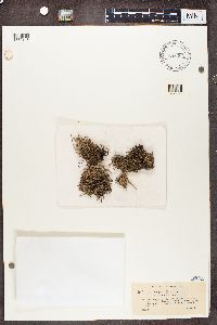 Cladonia crispata image