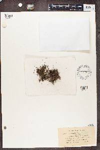 Cladonia crispata image