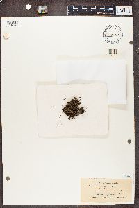 Cladonia crispata image