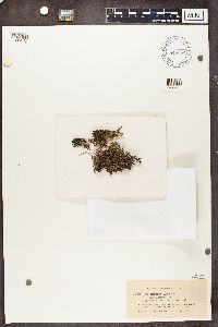 Cladonia crispata image