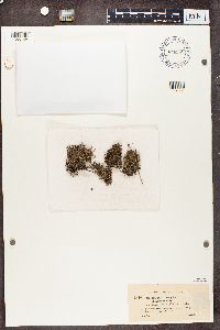 Cladonia crispata image