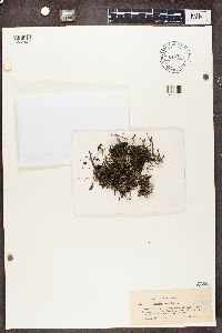 Cladonia phyllophora image