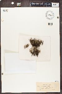 Cladonia phyllophora image