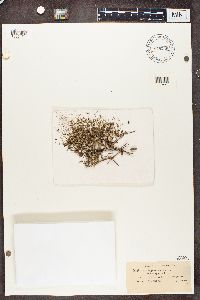 Cladonia phyllophora image