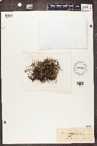 Cladonia phyllophora image