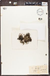 Cladonia phyllophora image