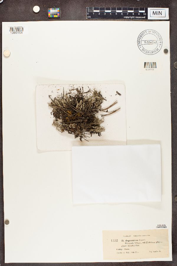 Cladonia phyllophora image