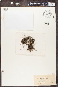 Cladonia phyllophora image