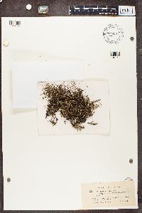 Cladonia phyllophora image