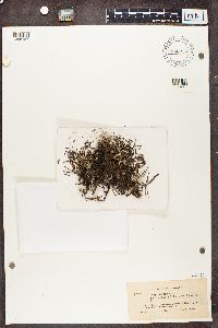 Cladonia phyllophora image