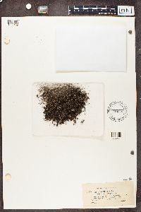 Cladonia verticillata image