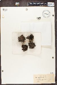 Cladonia chlorophaea image