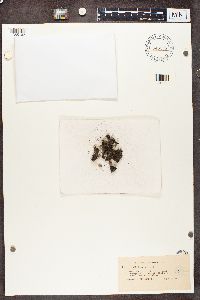 Cladonia brevis image