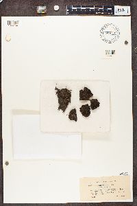 Cladonia crispata image