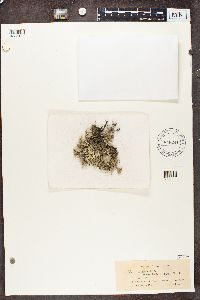 Cladina arbuscula subsp. mitis image