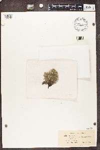 Cladina arbuscula subsp. mitis image