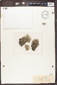 Cladonia alpestris image