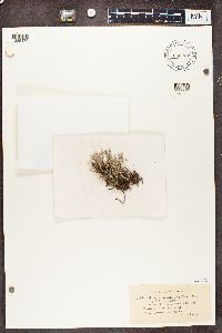 Cladonia scabriuscula image