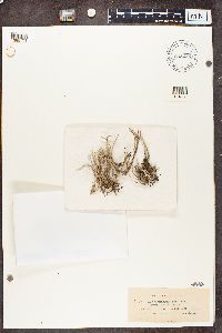 Cladonia scabriuscula image