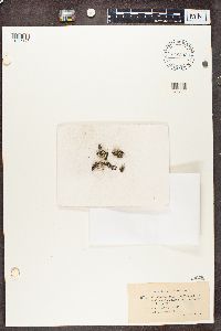 Cladonia acuminata image