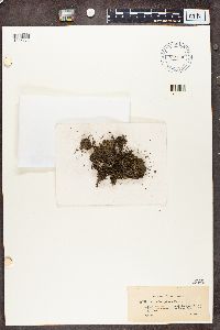 Cladonia chlorophaea image