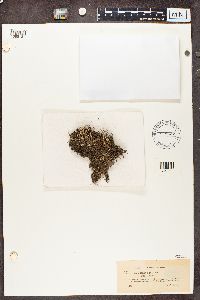 Cladonia cornuta image