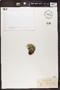 Cladina arbuscula subsp. mitis image