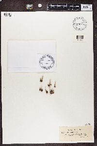 Cladonia digitata image