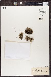 Cladonia turgida image