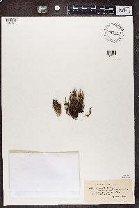 Cladonia gracilis f. elongata image