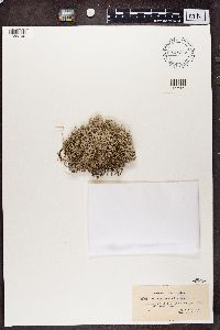Cladonia rangiferina image