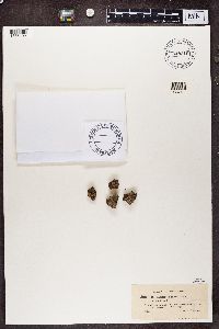 Pycnothelia papillaria image