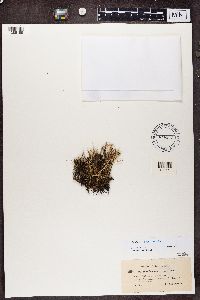 Cladonia gracilescens image
