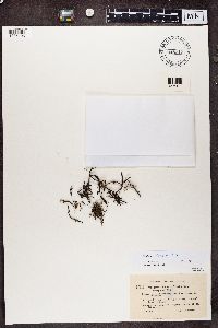 Cladonia gracilescens image
