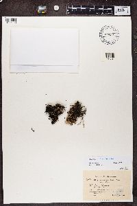 Cladonia gracilescens image