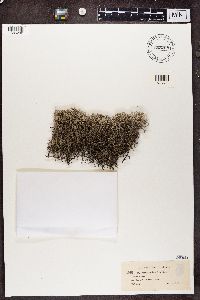 Cladonia rangiferina image