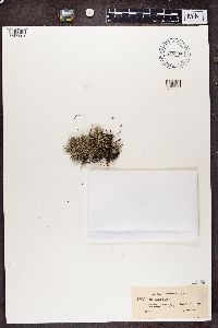 Cladina arbuscula subsp. mitis image