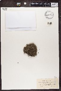 Cladonia portentosa image