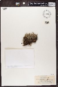 Cladonia squamosa image