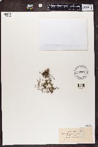 Cladonia gracilis image