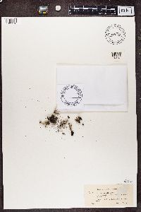 Cladonia verticillata image