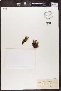 Cladonia phyllophora image