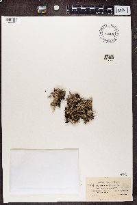 Cladonia squamosa image