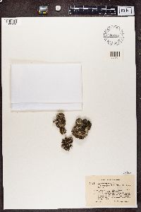 Cladonia chlorophaea image