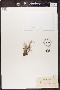 Cladonia subulata image