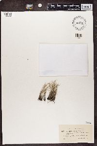 Cladonia subulata image