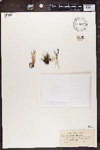 Cladonia subulata image