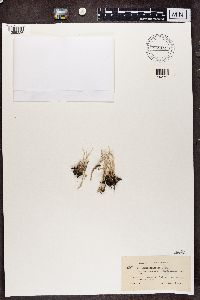 Cladonia subulata image