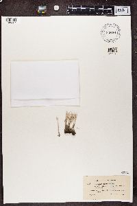 Cladonia subulata image