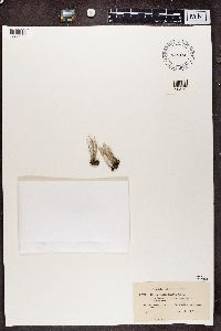 Cladonia subulata image